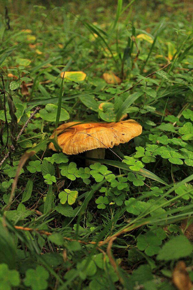 Photograph by Онищук Татьяна