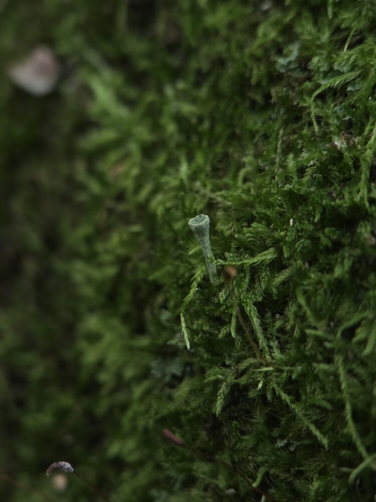 Photograph by Лилия Хохлова