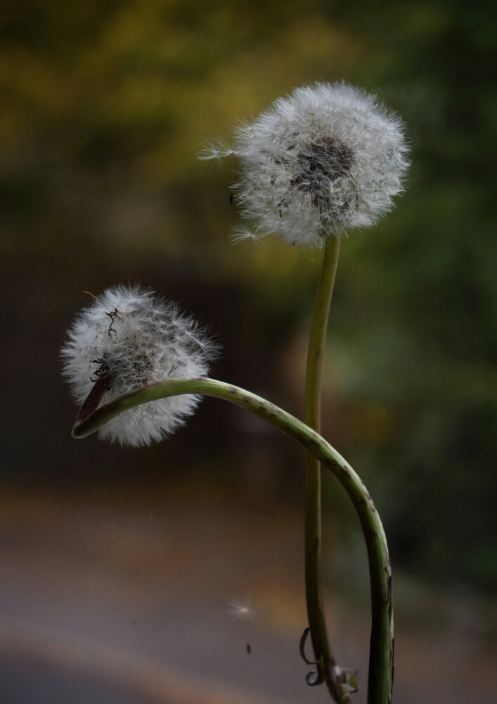 Photograph by Olga Schmidt