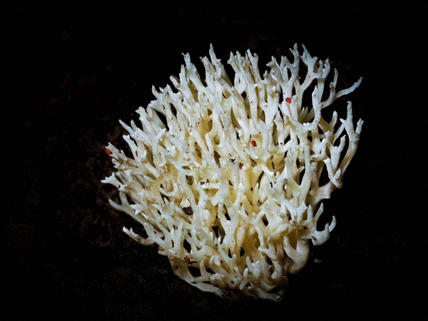White Coral Mushroom