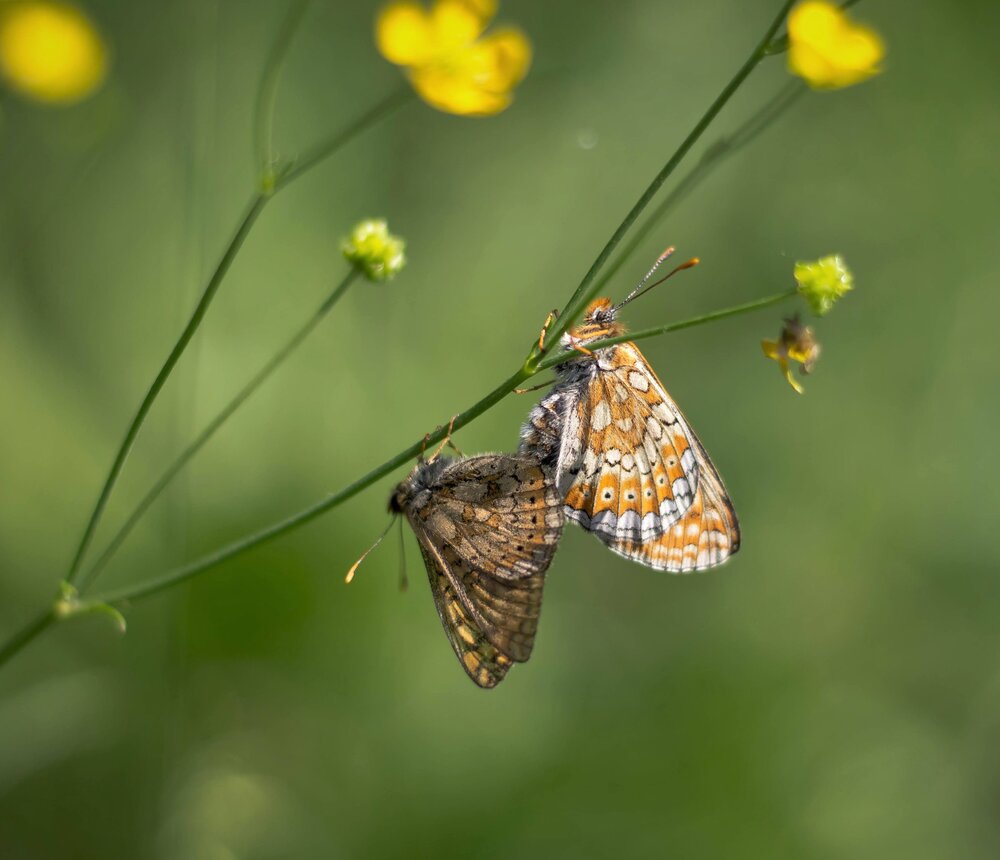 Photograph by Svetlana Gubanova