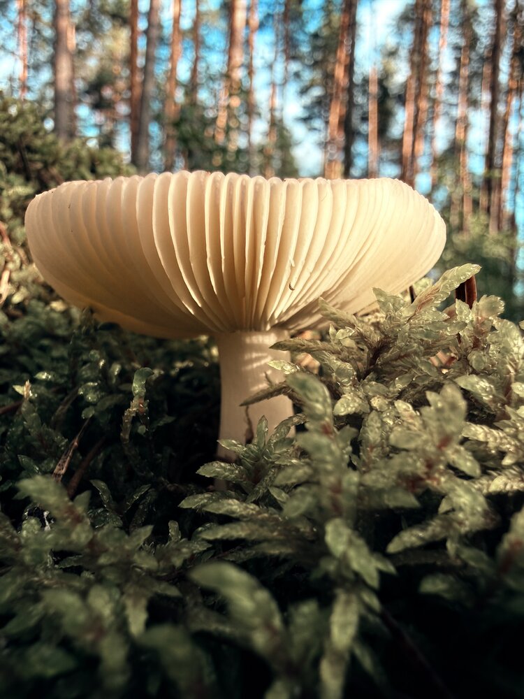 Photograph by Ольга Осинина