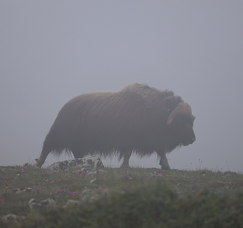 Photograph by Лариса Ким