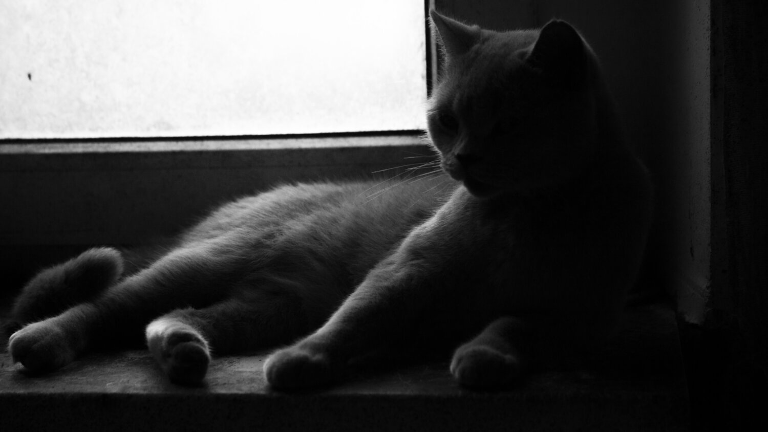 Photo #13943075