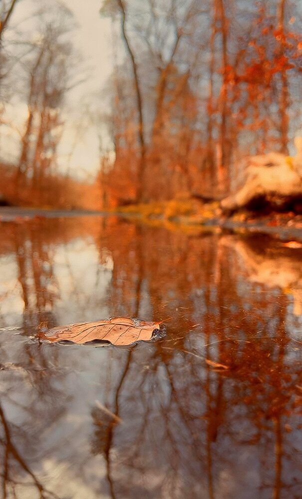Autumn Reflection