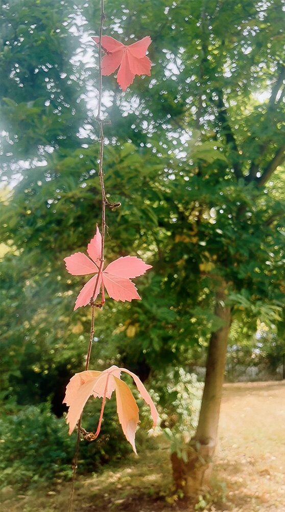Suspended Colors