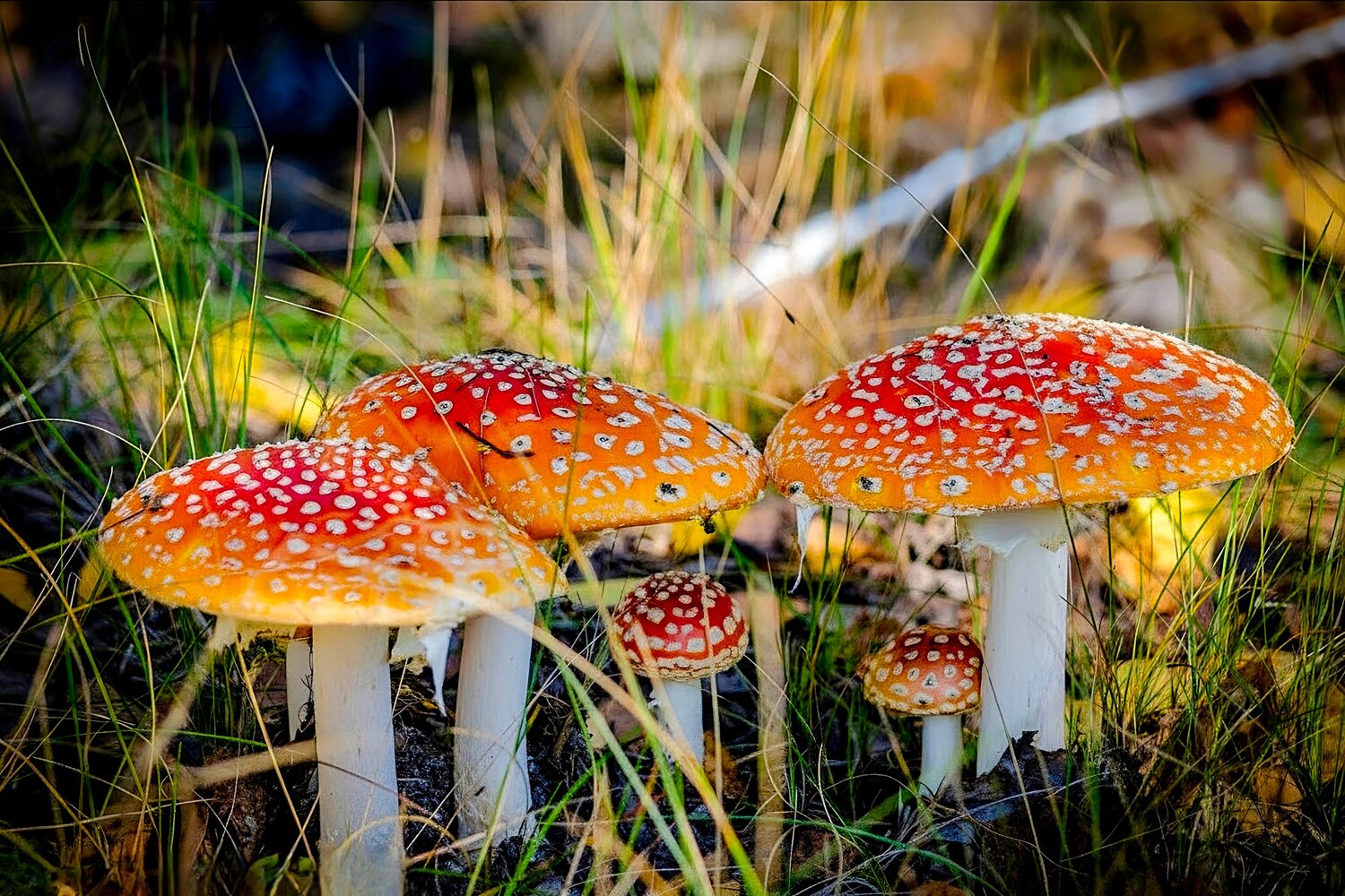 Лесная семейка