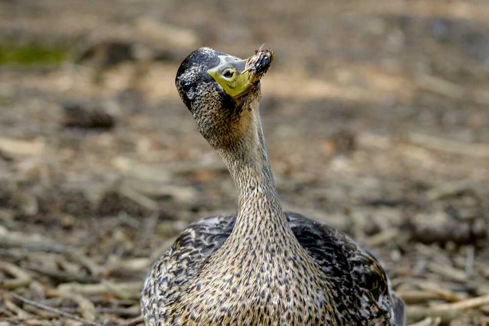 Funny Duck