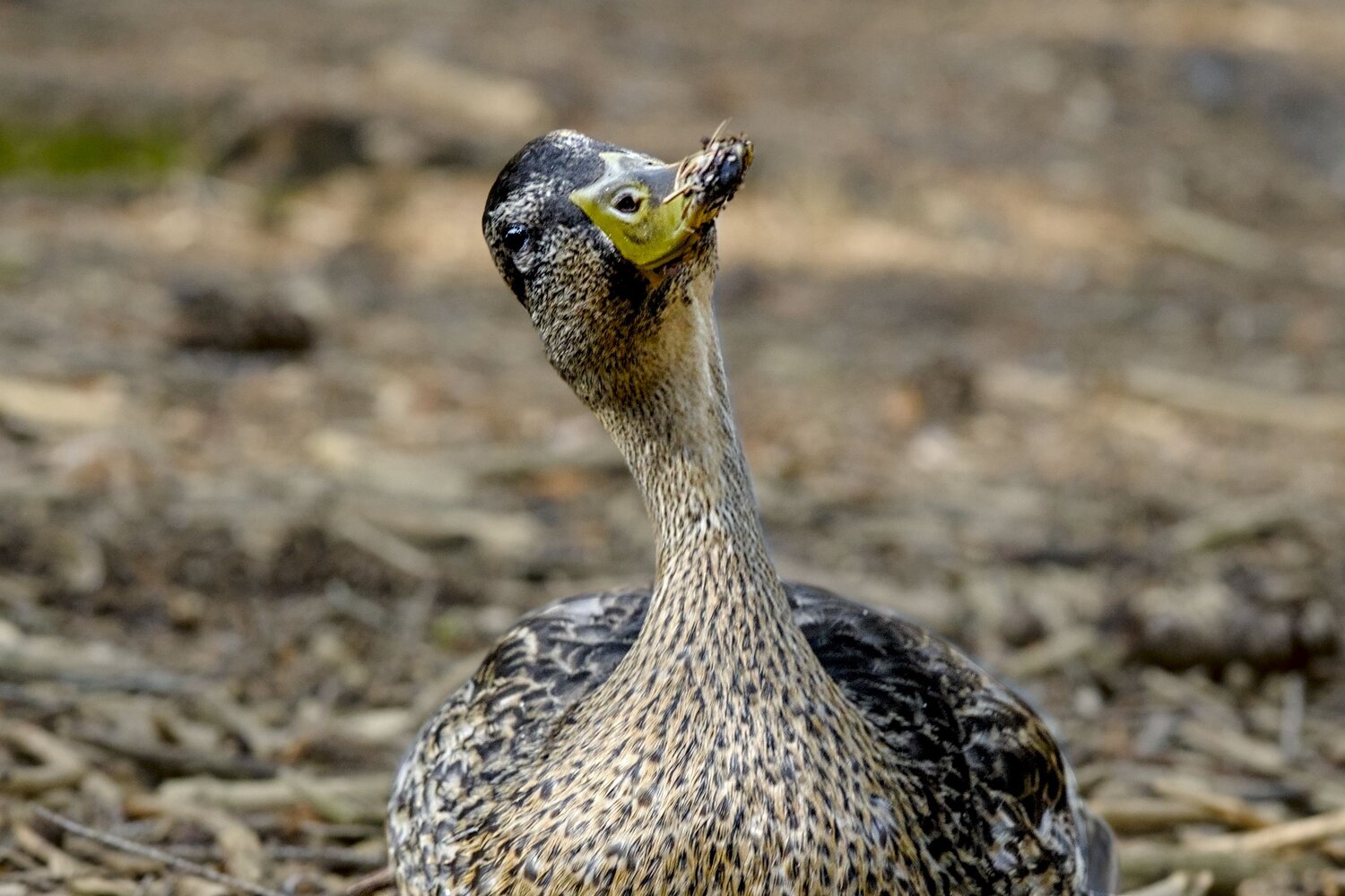 Funny Duck