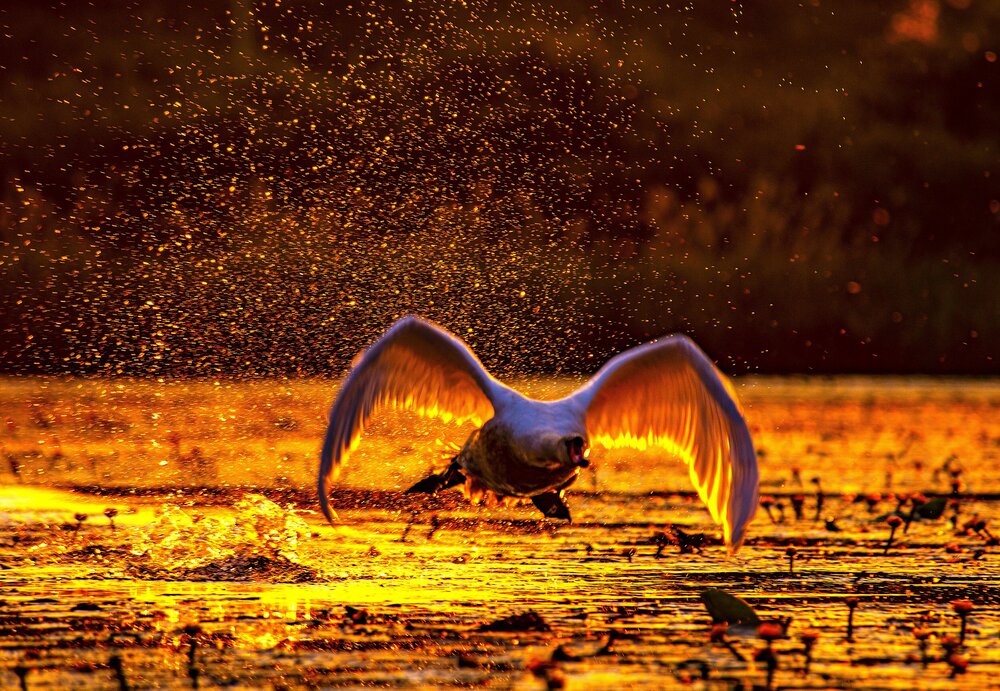 Photograph by Алексей Сиваков