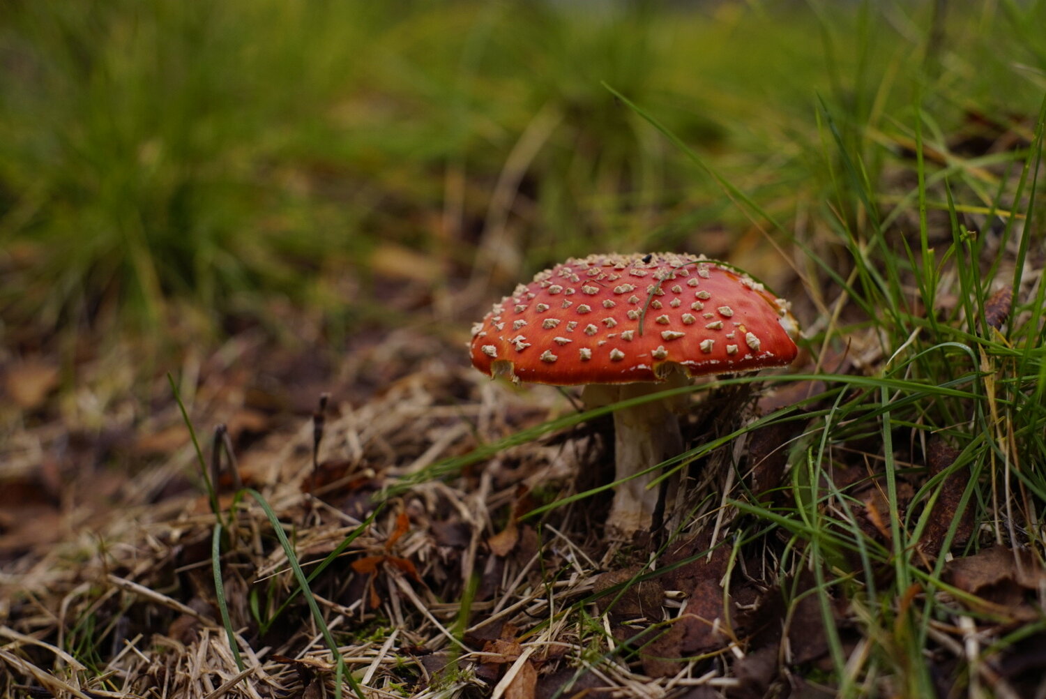 Photo #13943842
