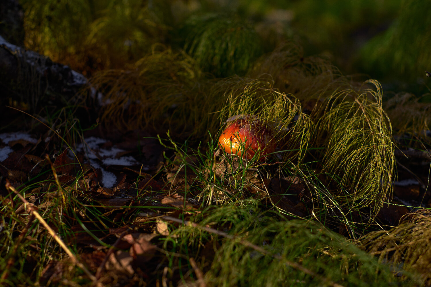 Photo #13943848