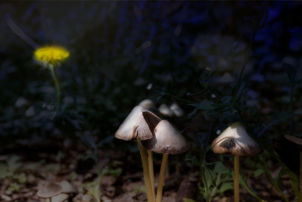 Photograph by Михаил Мак