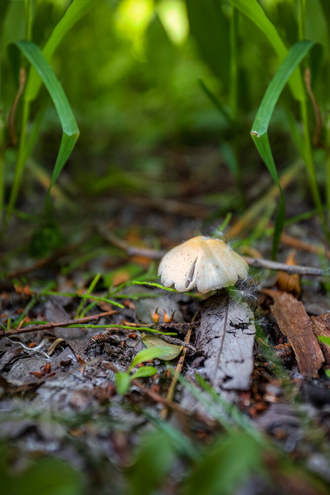 Photograph by Михаил Мак