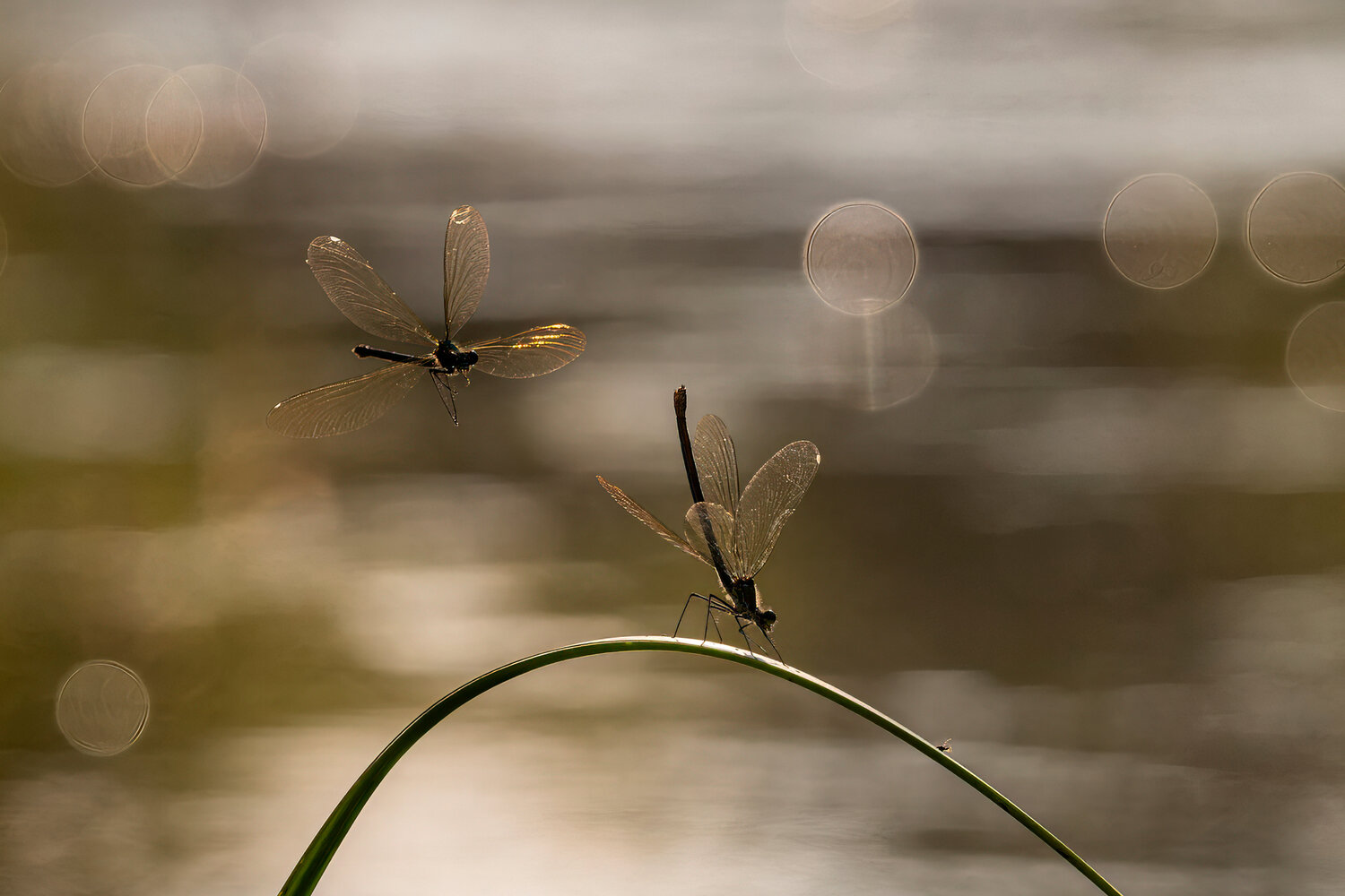 Photo #13944076