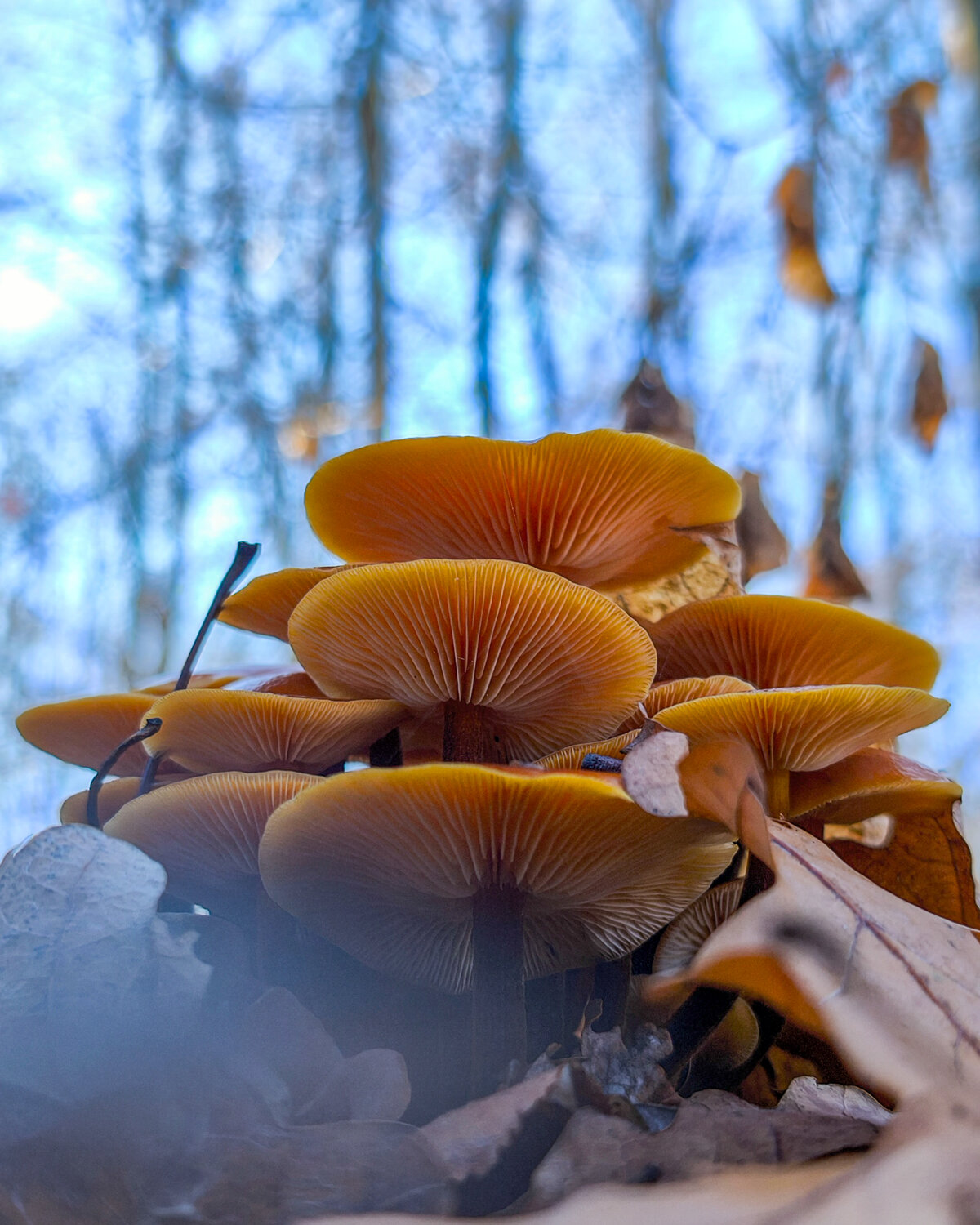 Photo #13944227