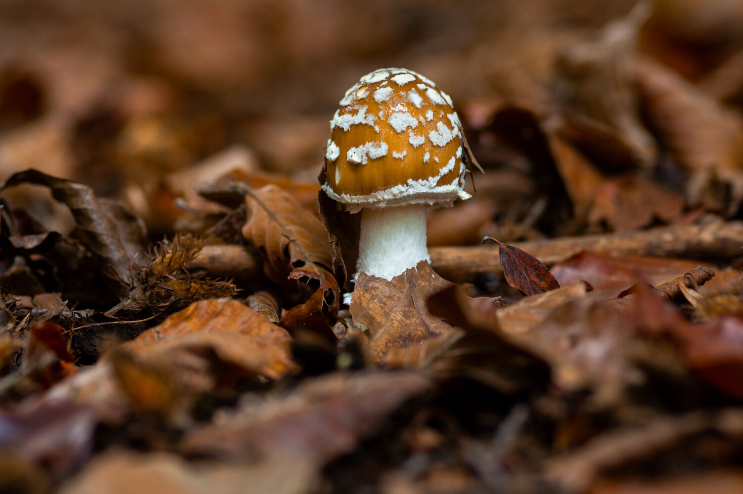 Photo #13944233