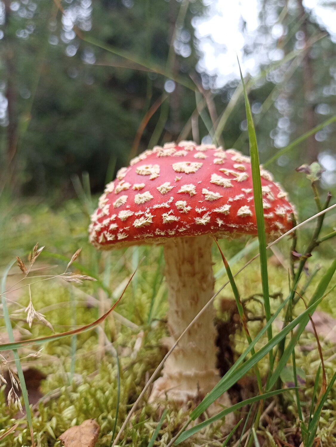 Photo #13944292