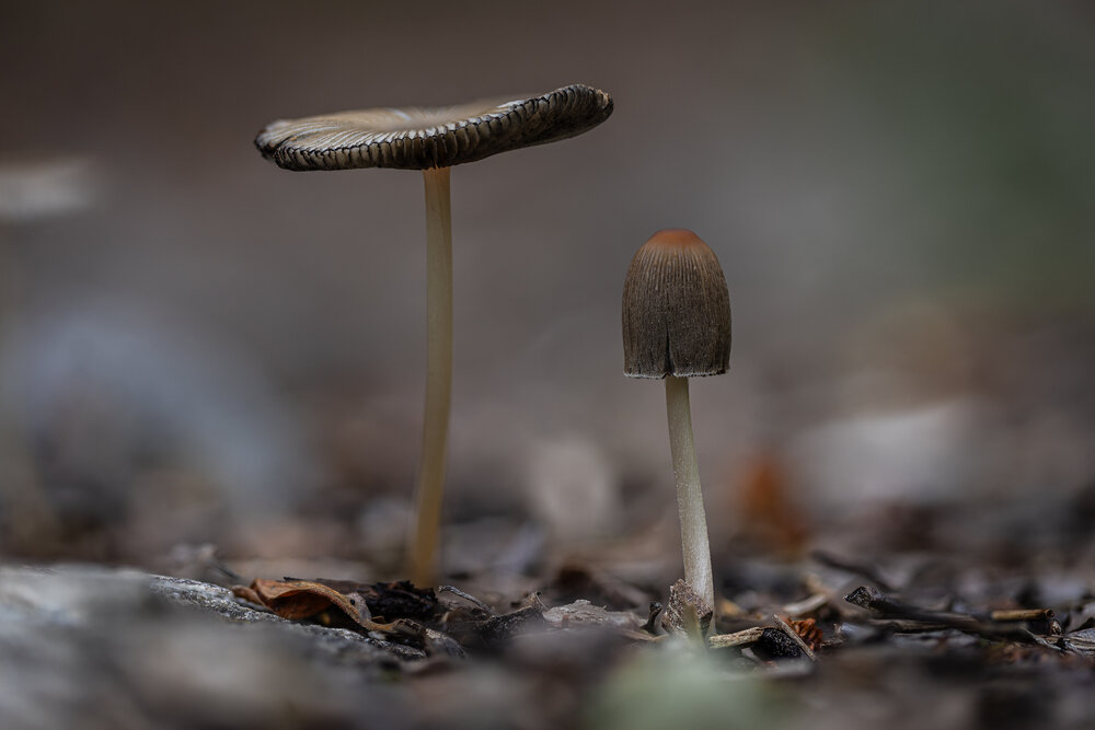 Photograph by guntis zebergs