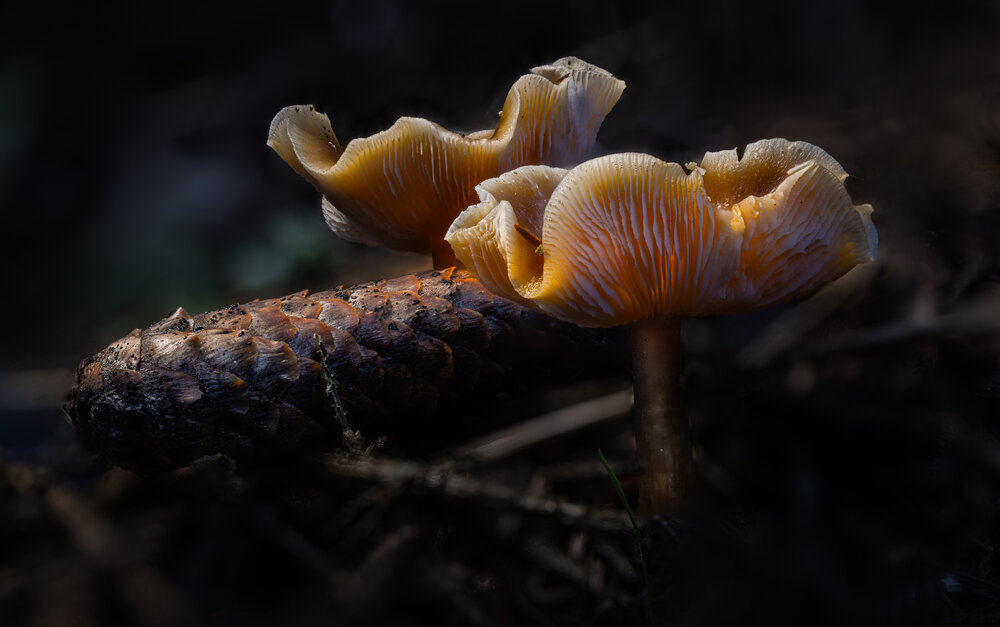 Photograph by guntis zebergs
