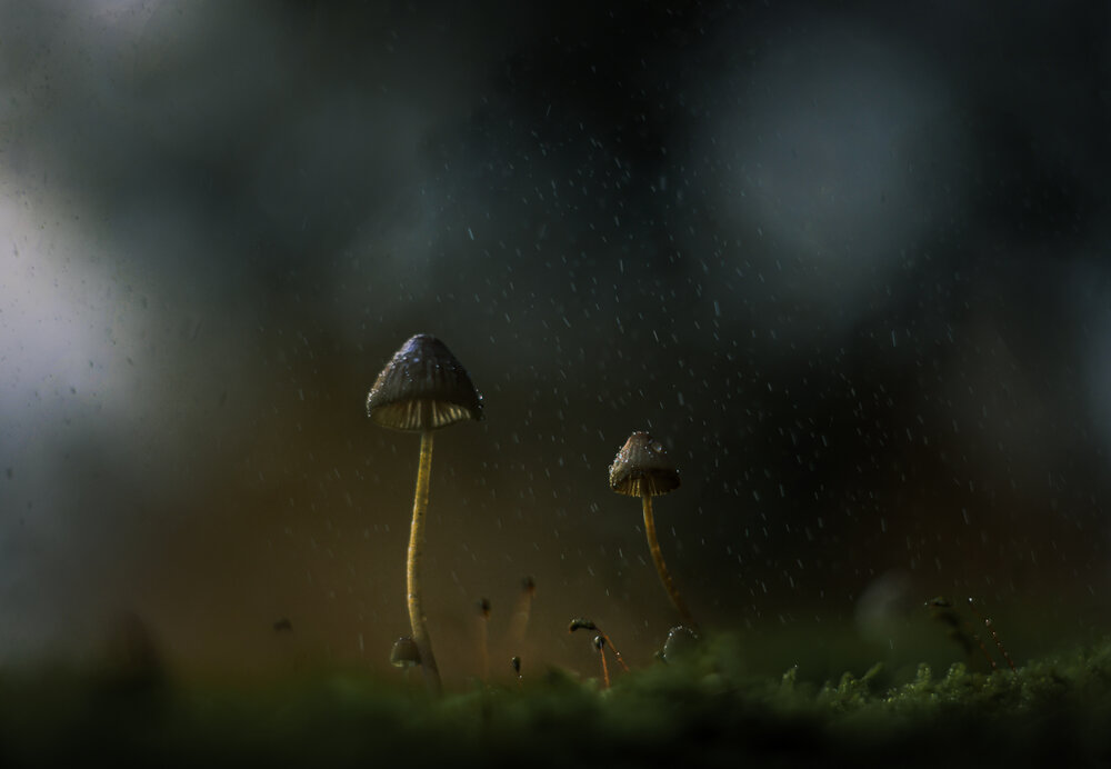Photograph by guntis zebergs