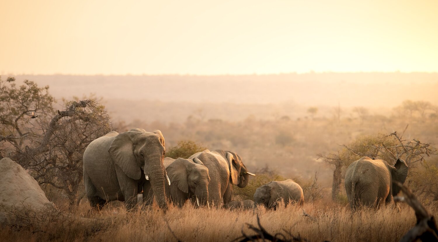 Warmth of the Savanna