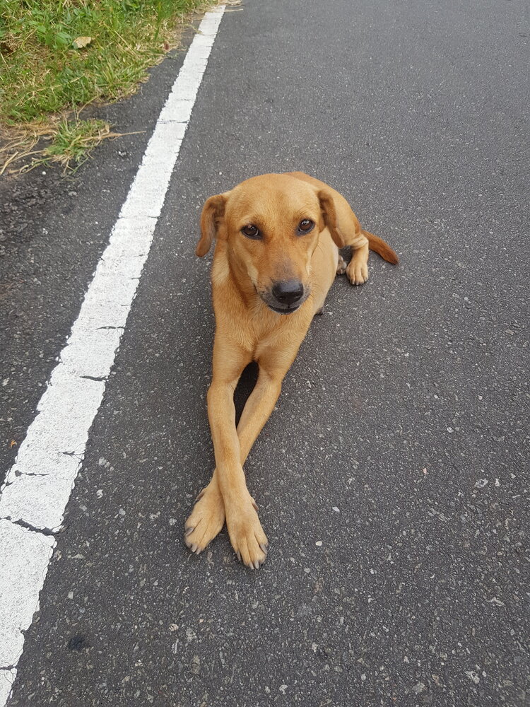 Loyal Friend
