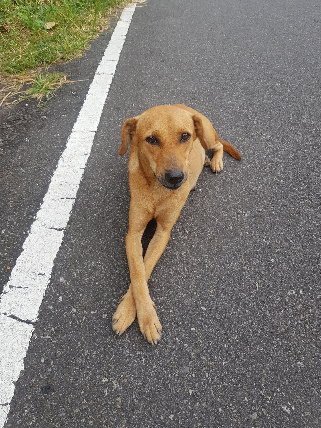 Loyal Friend