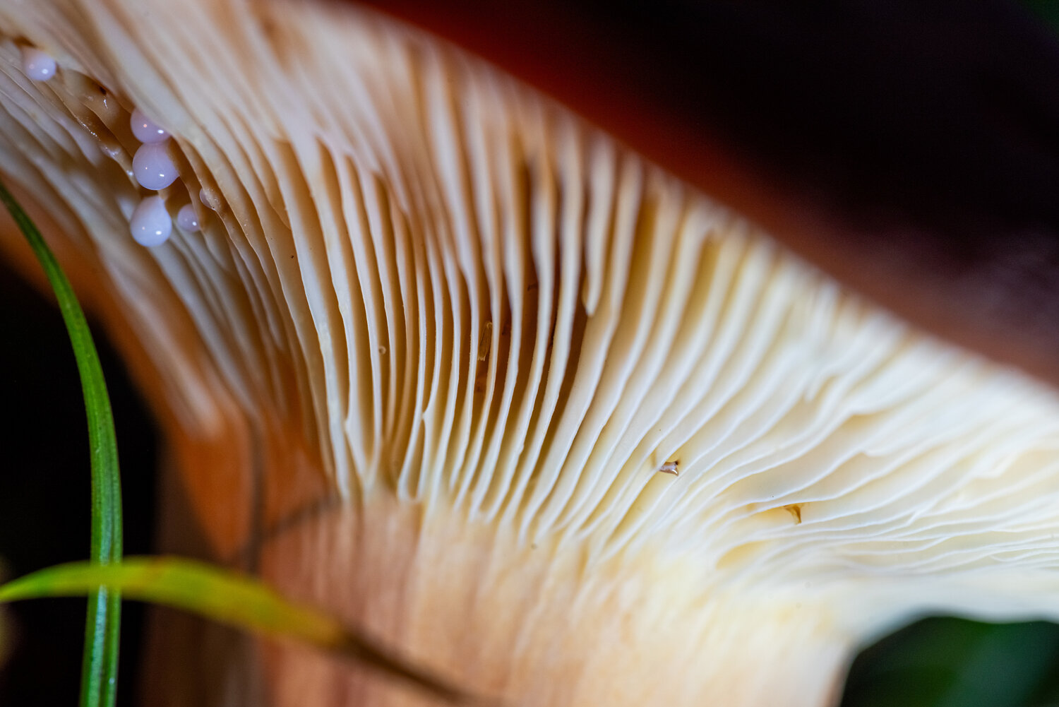 Photo #13944685