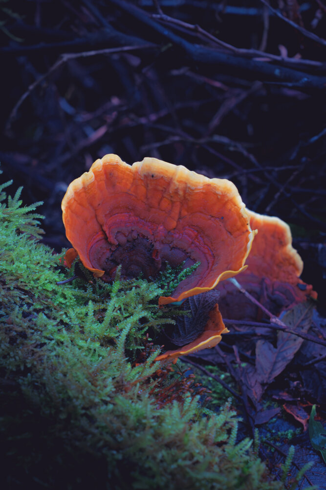 Photograph by Brian Robinson