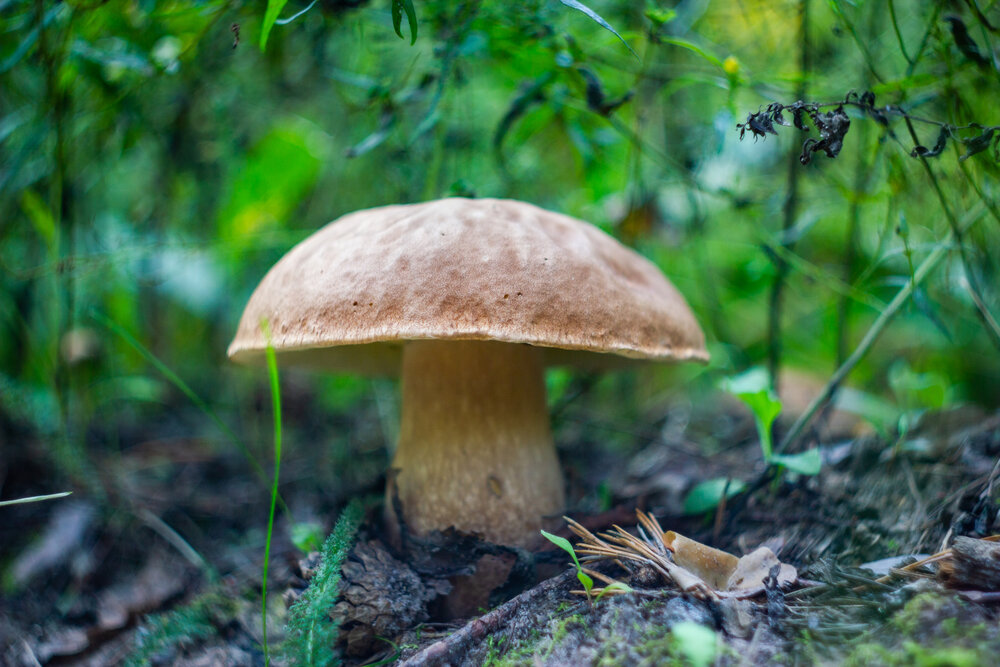 Photograph by Дмитрий Кашицин
