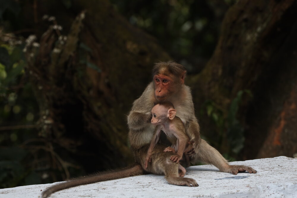 Photograph by Aswin Vijay