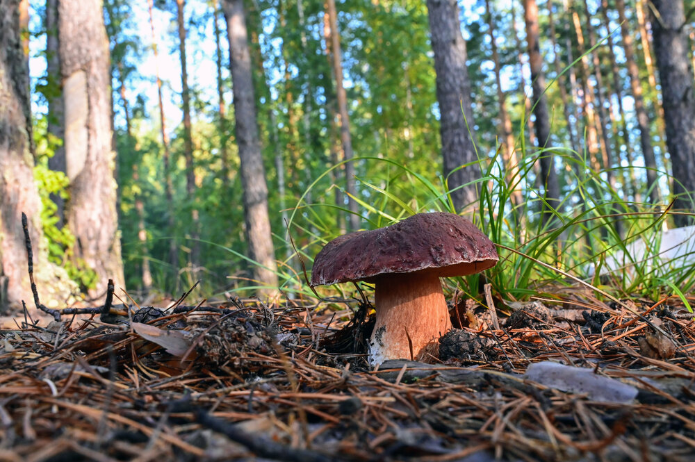 Боровик