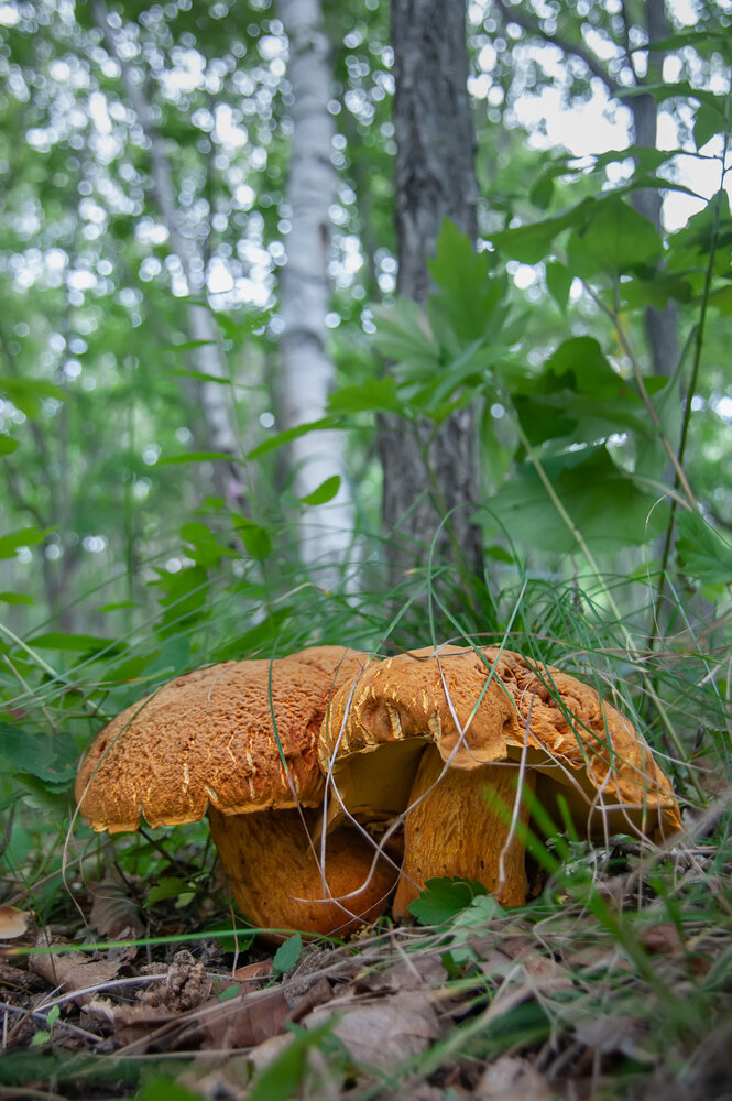 Photograph by Ольга Мусиенко