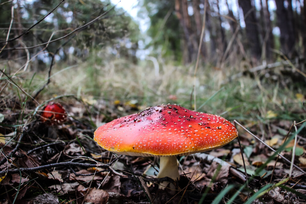 Photograph by Олеся Романова