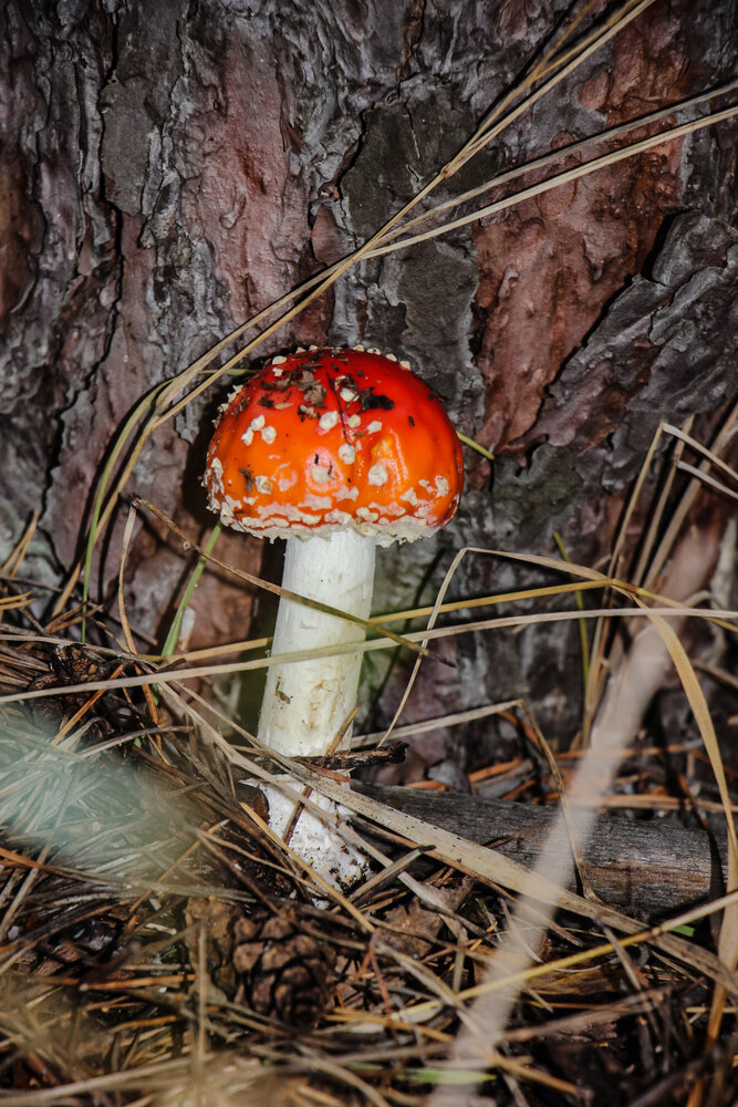 Photograph by Олеся Романова