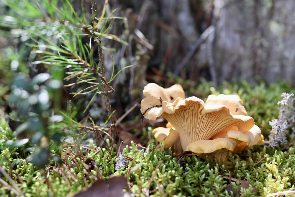 Photograph by Елена Карпухно