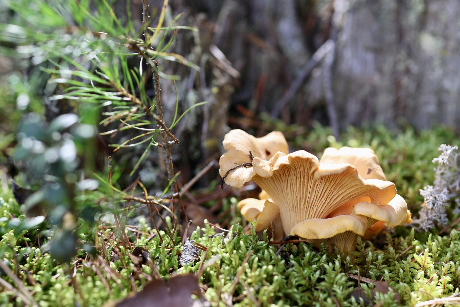 Photo #13945066
