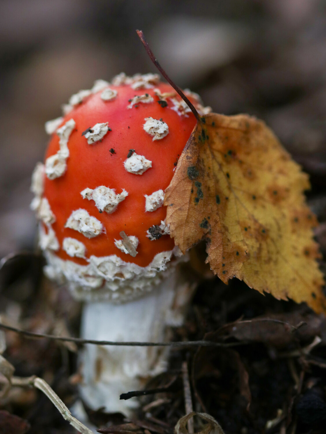Photo #13945071