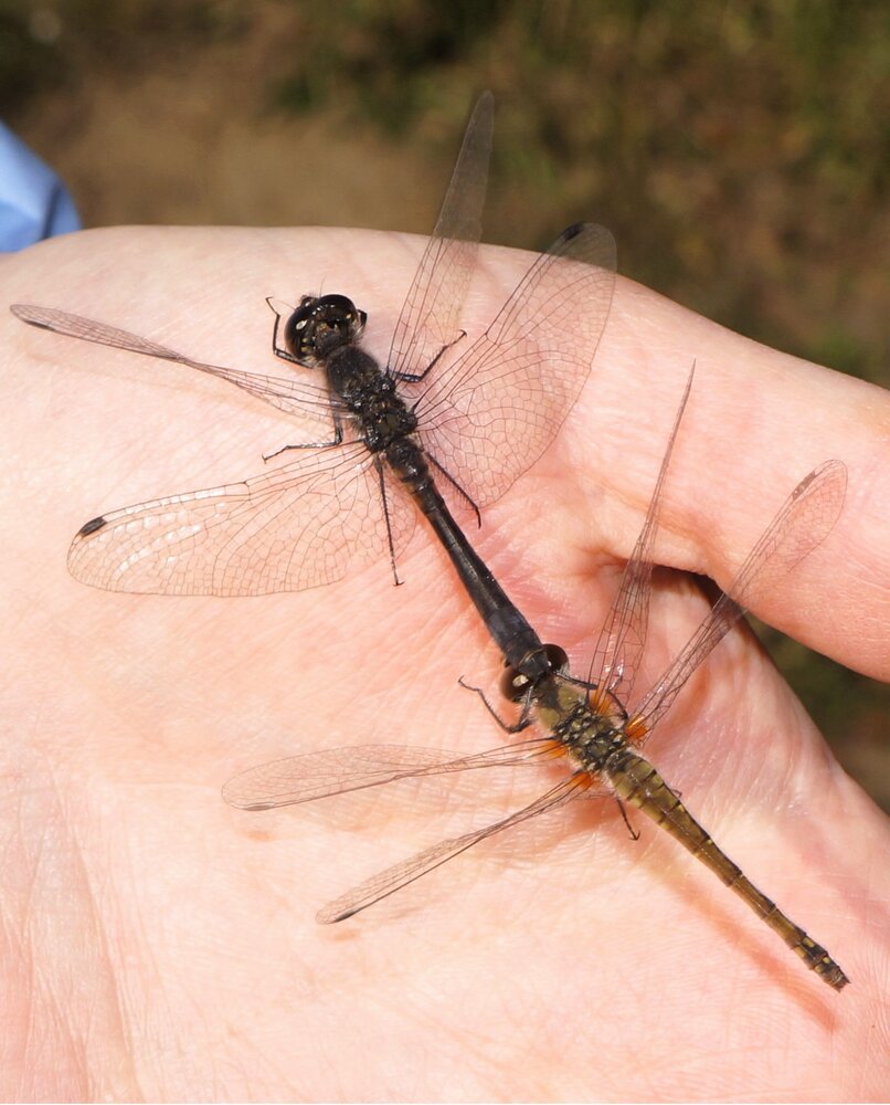 Две стрекозы-дозорщики (Sympetrum danae) в тандемной позиции