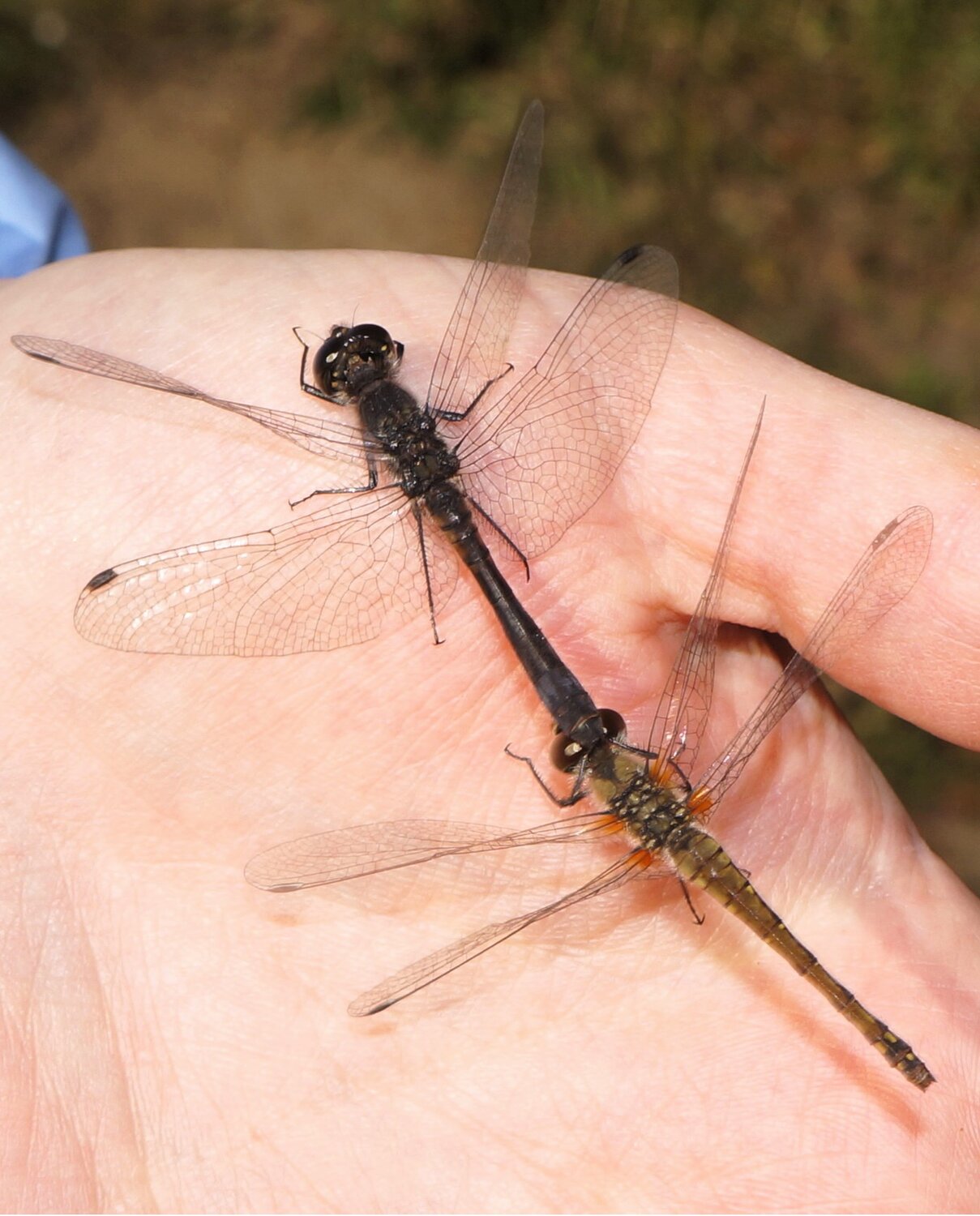 Две стрекозы-дозорщики (Sympetrum danae) в тандемной позиции