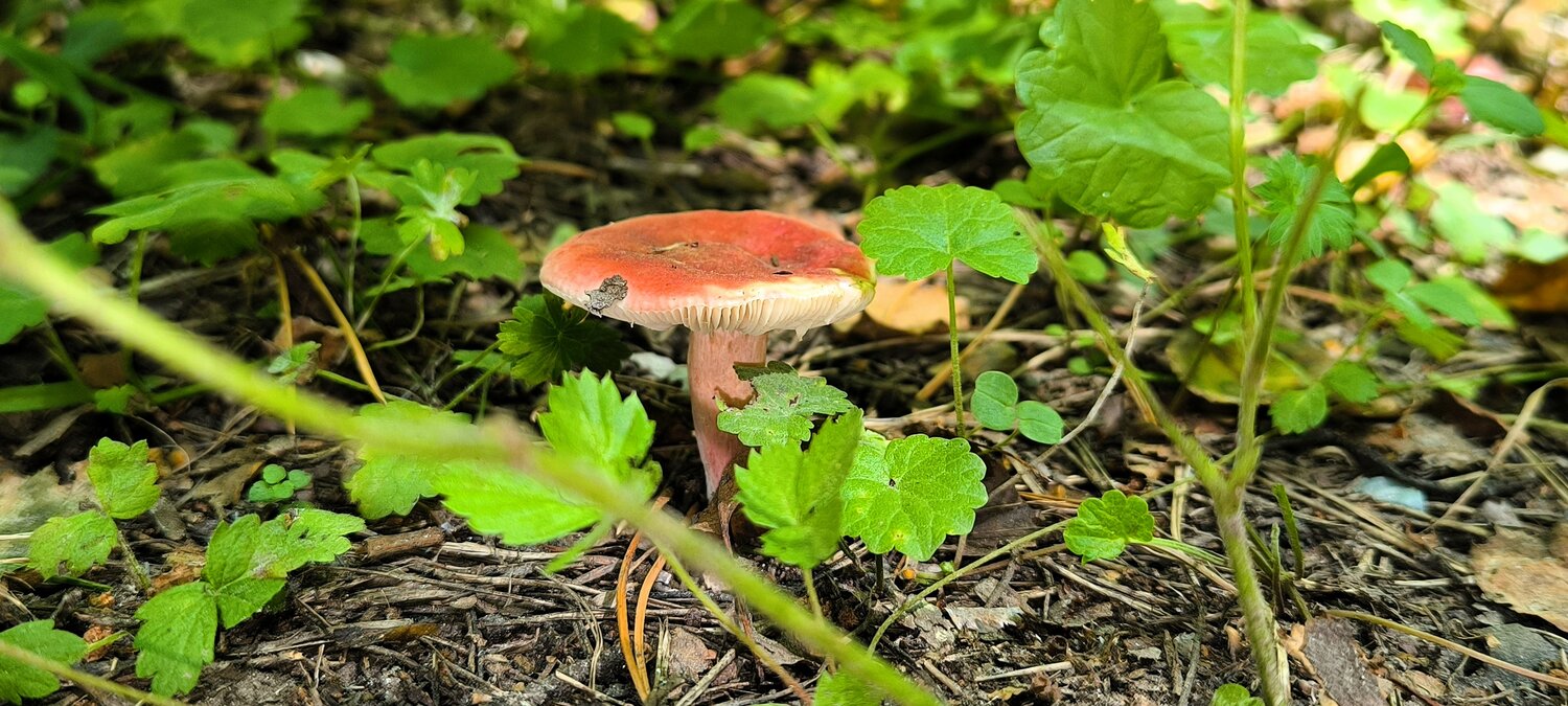 Гриб сыроежка розовая (Russula bella)