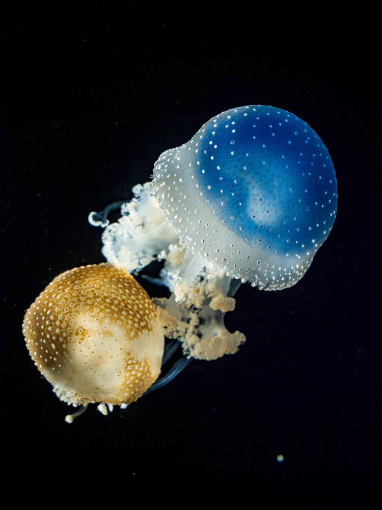 Photograph by Gunma No UMA