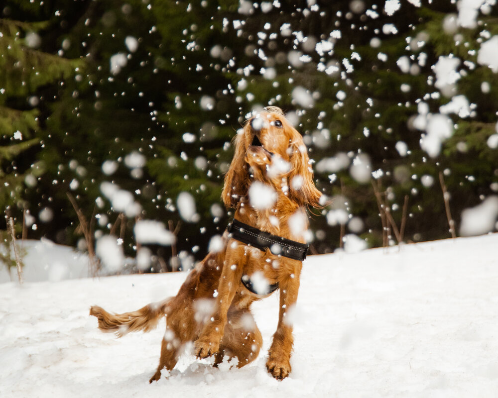 Snow Catcher