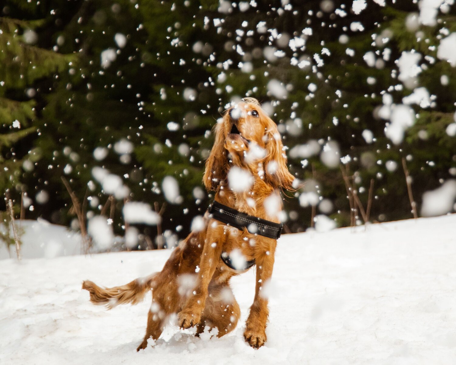Snow Catcher