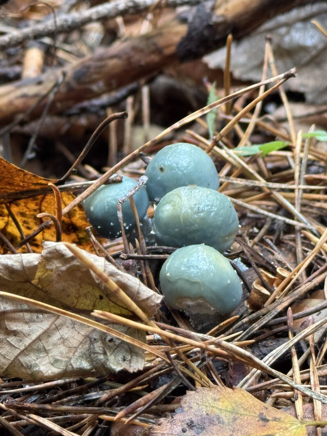 Stropharia aeruginosa