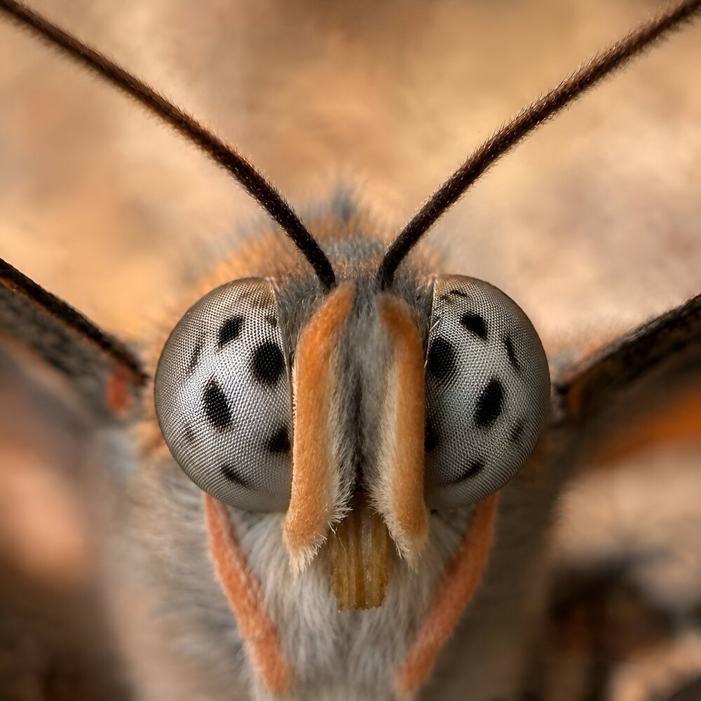 The Hidden Face