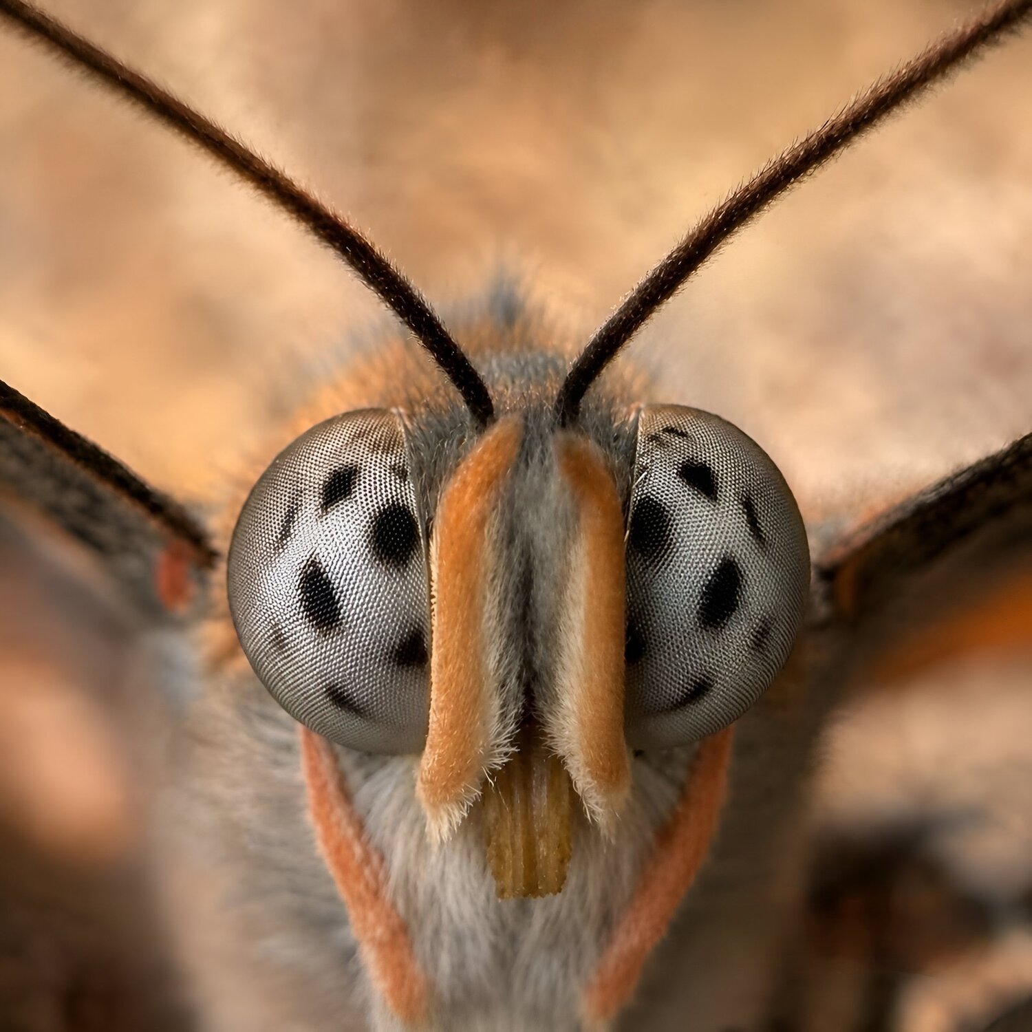 The Hidden Face