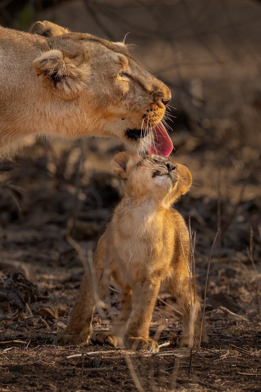 Photo #13945732