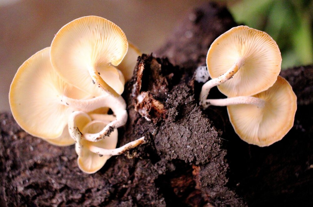 ID: Cluster of Mushrooms